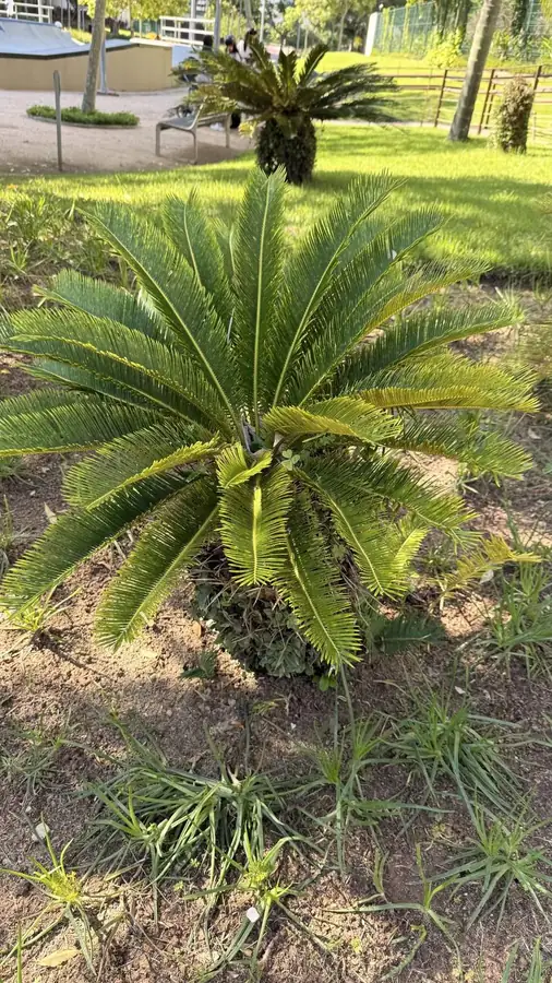Cicas no solo natural