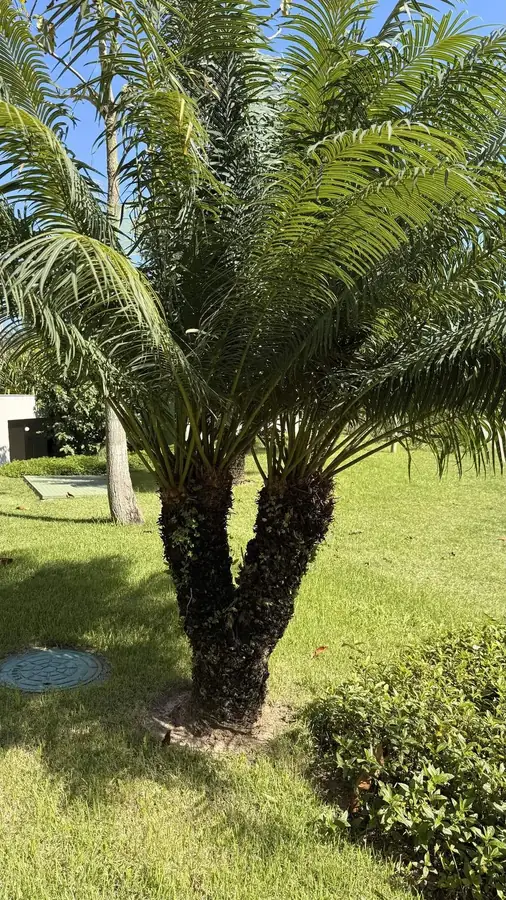 Palmeira em jardim vivo